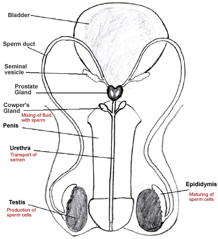 sperm Cowpers fluid